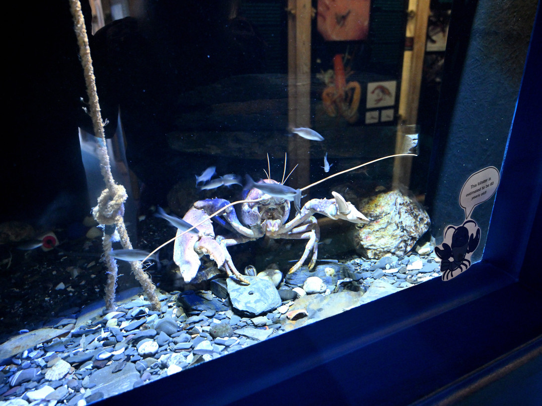 National Lobster Hatchery-帕兹托必去景点