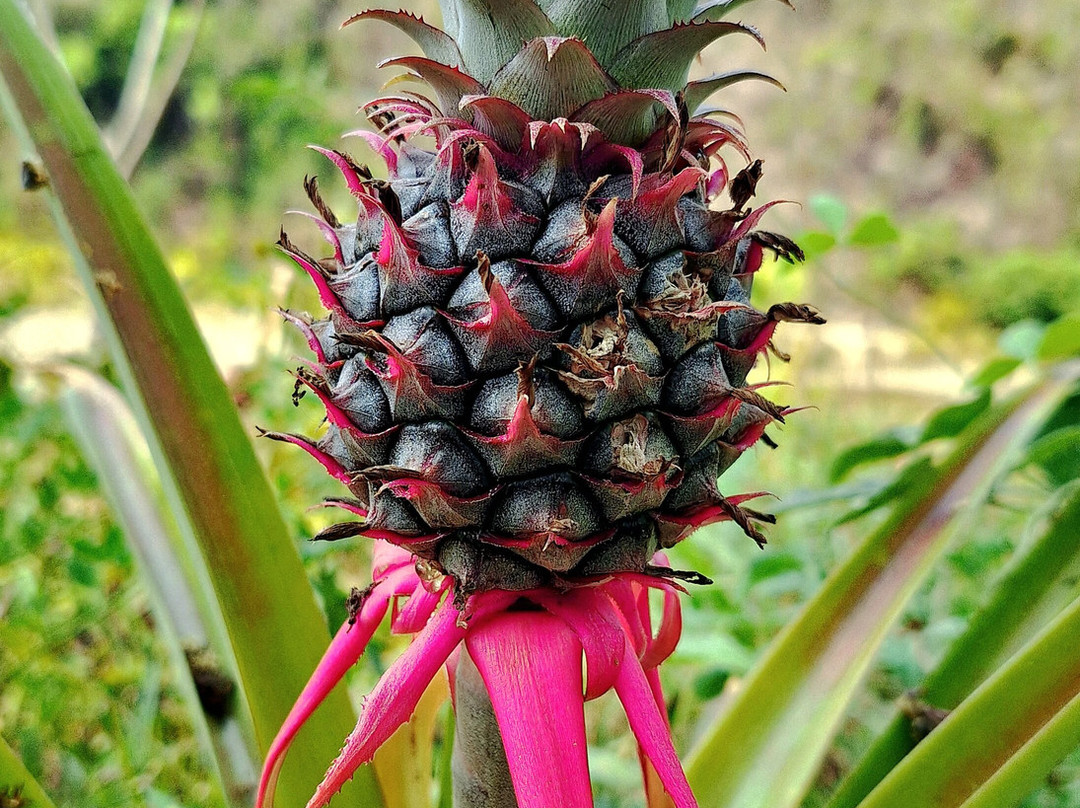 Hagia Sofia Sabiduría Sagrada-Santa Cruz Huatulco必去景点