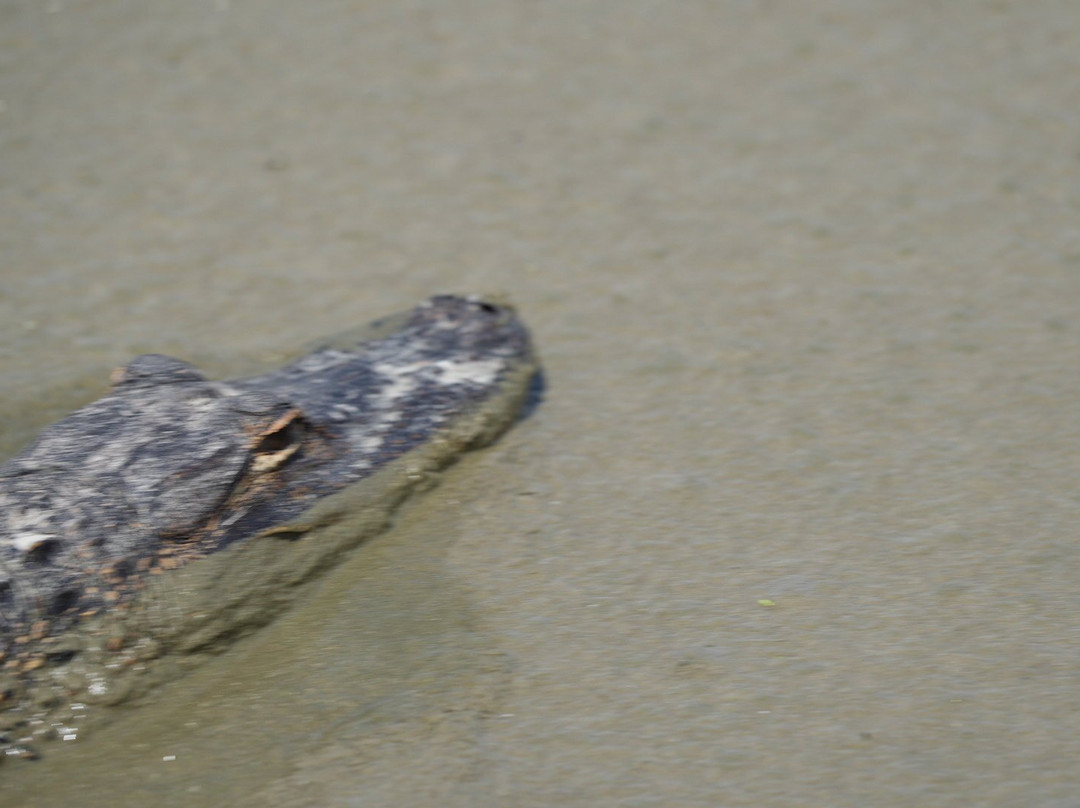 Airboat And Gator Charters景点图片