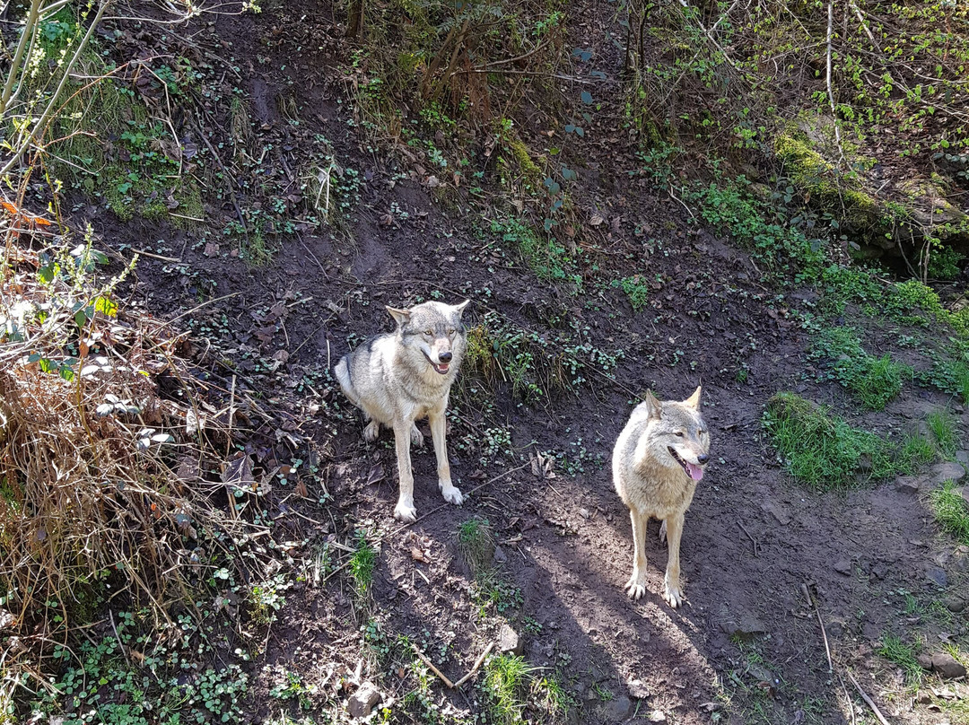 Alternativer Wolf- Und Barenpark Schwarzwald-Bad Rippoldsau-Schapbach必去景点