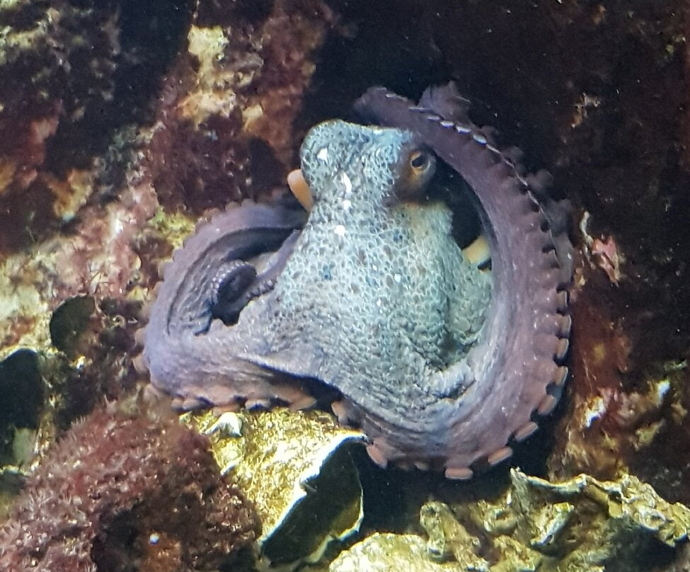 Acuario Municipal-圣波拉必去景点