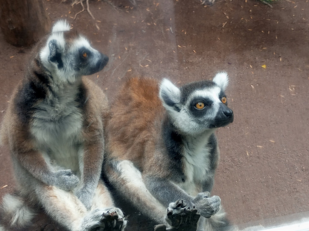 Zoo Parque Loro Puebla景点图片