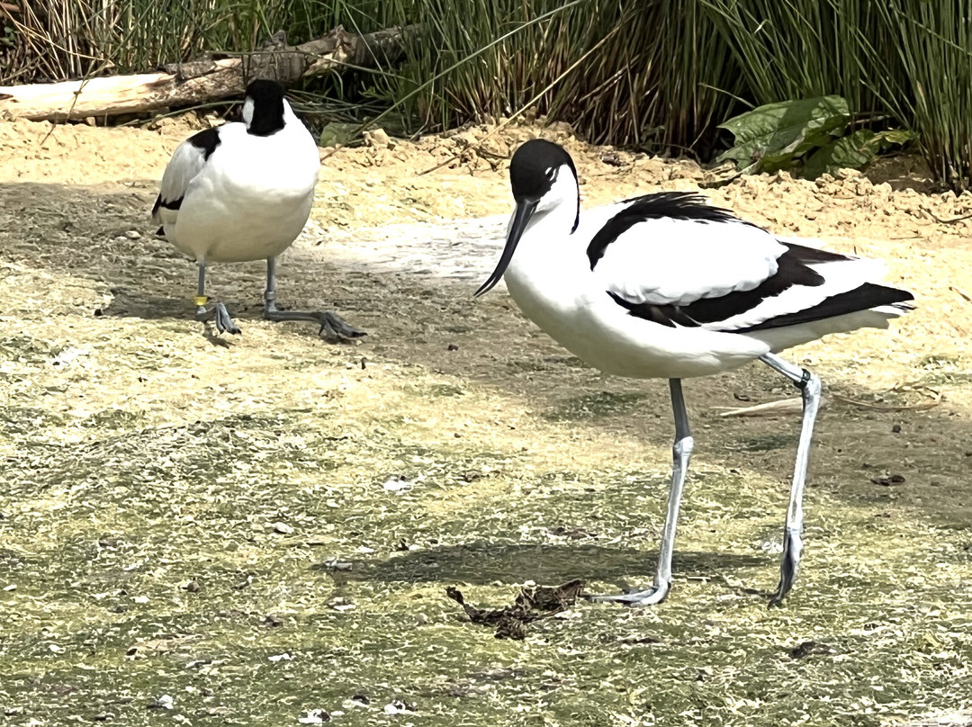 WWT Arundel Wetland Centre景点图片