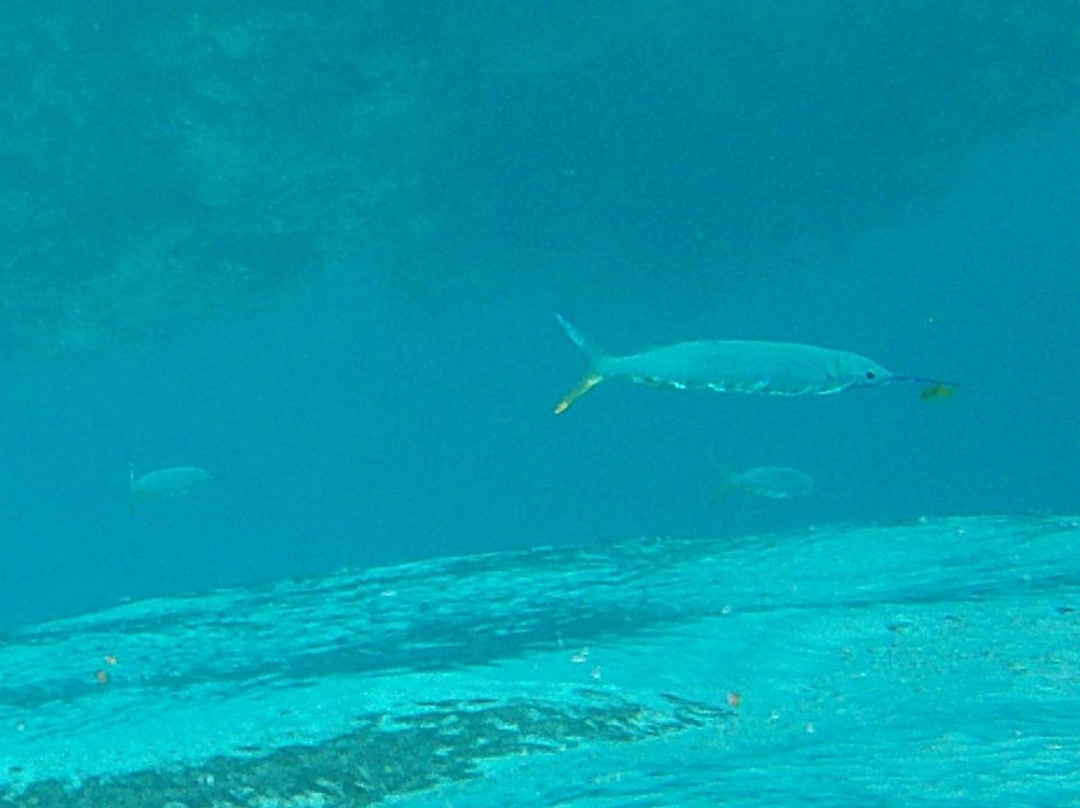 no longer available..................-Jolly Harbour必去景点