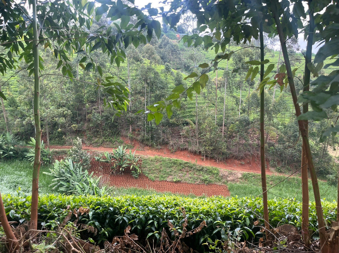 Kimakia Tea Cottages主图