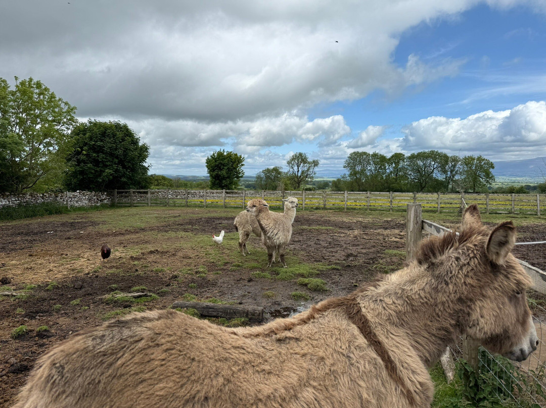 Barnhill Donkeys Retreat Sleagill景点图片