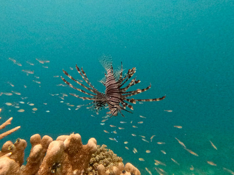 Pearl of Papua-索龙必去景点