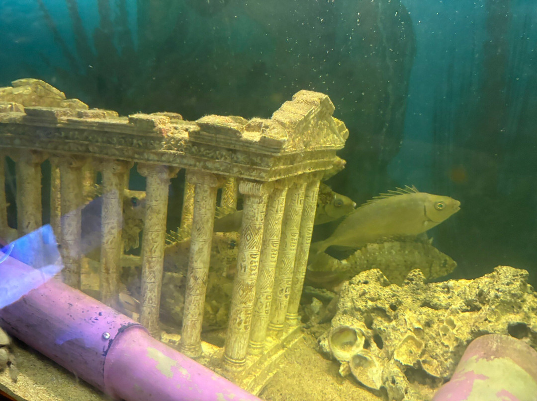 Aquarium Of Faliraki (Aquaworld)景点图片