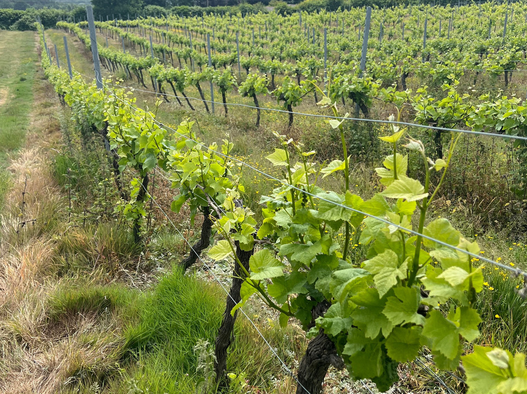 Carr Taylor Vineyard景点图片