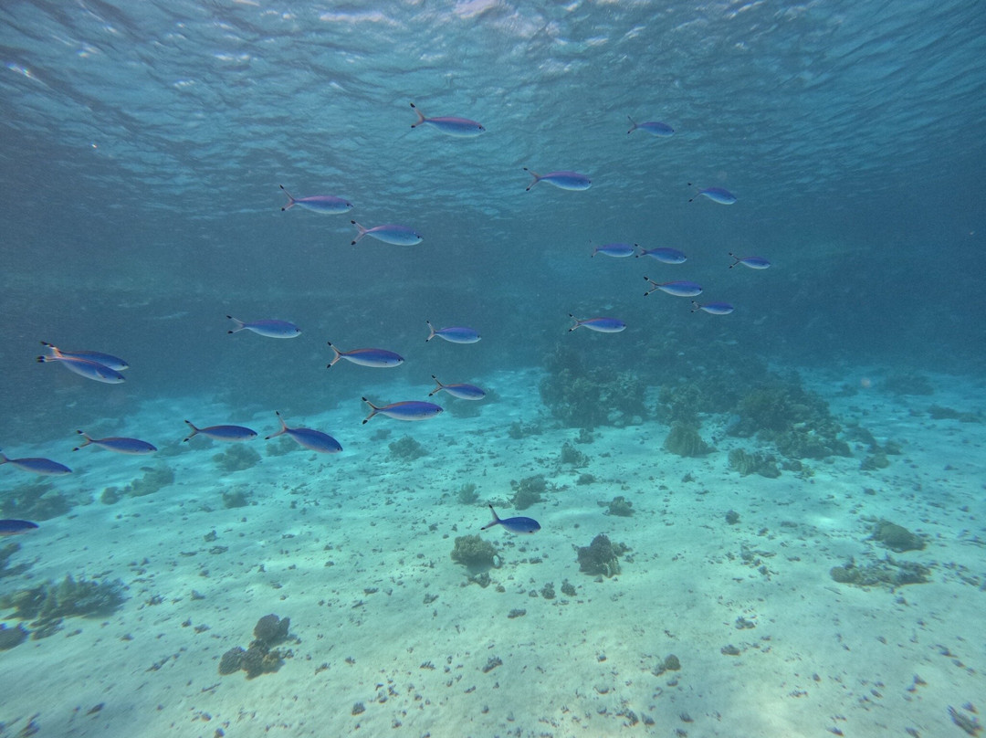 Pirates Dive Club-沙姆沙伊赫必去景点