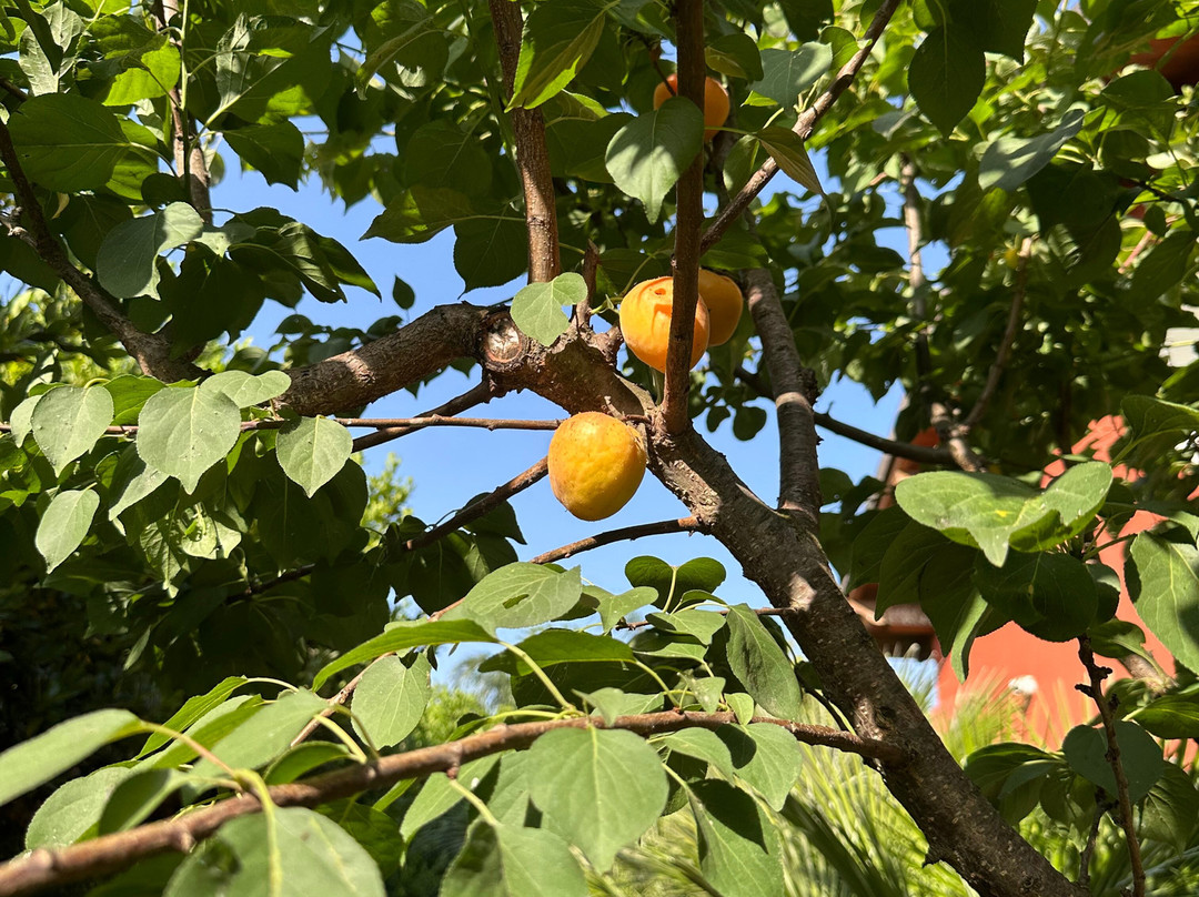 Santa Lucia Maccarese - Residenza Agricola主图