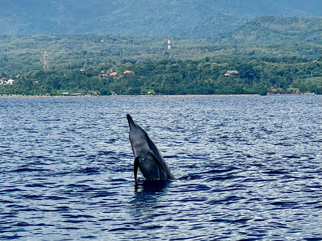 Agus Lovina Dolphin Tour-罗威那海滩必去景点