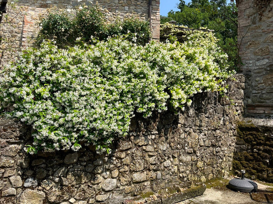 Agriturismo Le Canterie主图