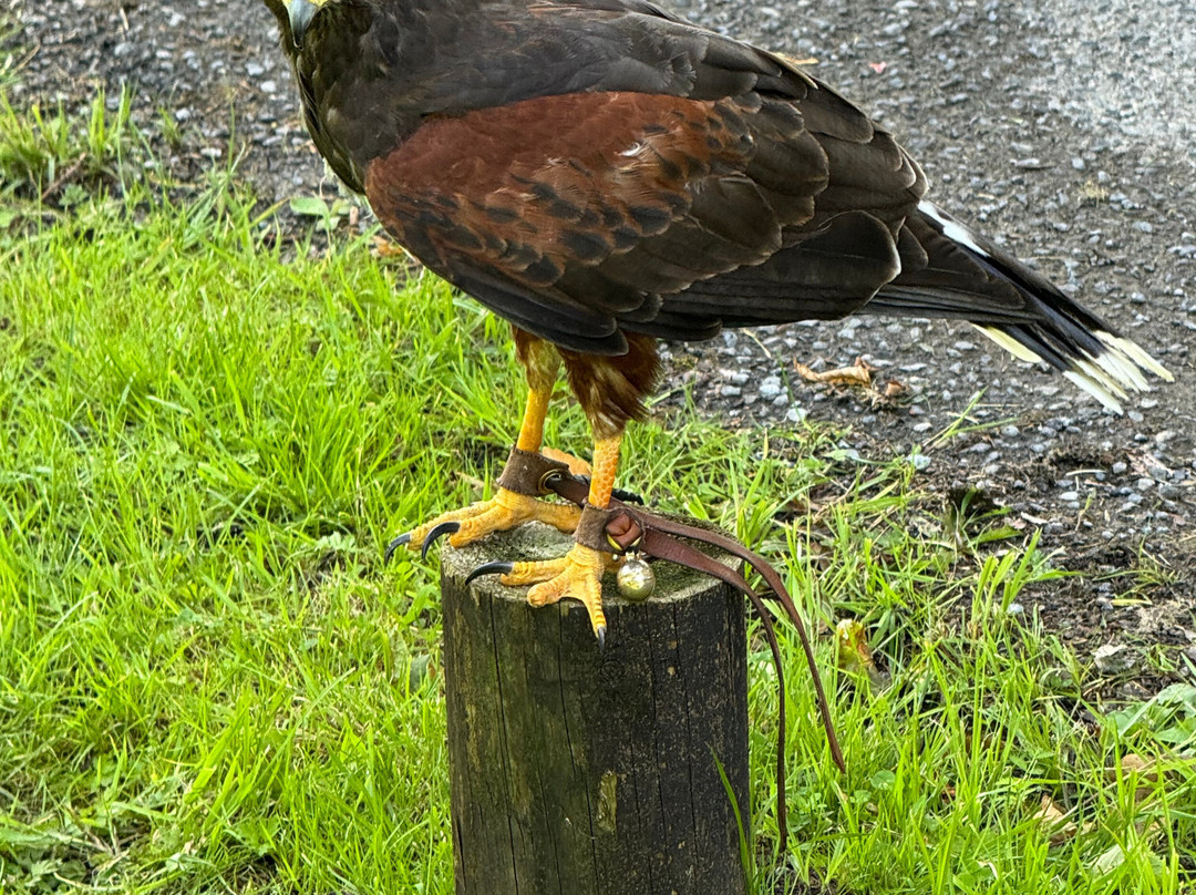 Carmarthenshire Falconry-喀麦登必去景点