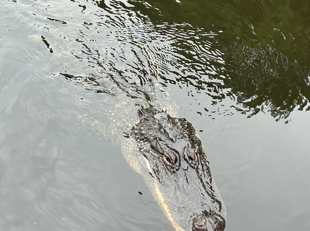 Atchafalaya Basin Landing & Airboat Swamp Tours景点图片