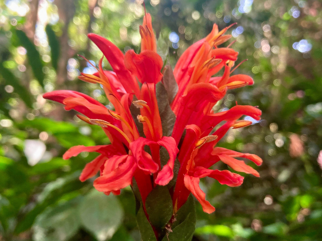 Jardin de Cantamerle-Capesterre-Belle-Eau必去景点