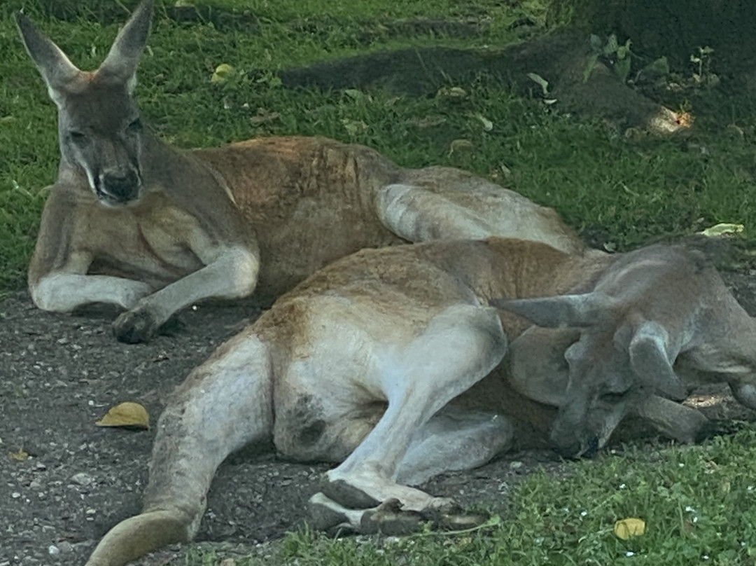 Raritätenzoo Ebbs-埃布斯必去景点