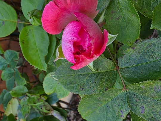 Seven Feathers Casino Resort主图