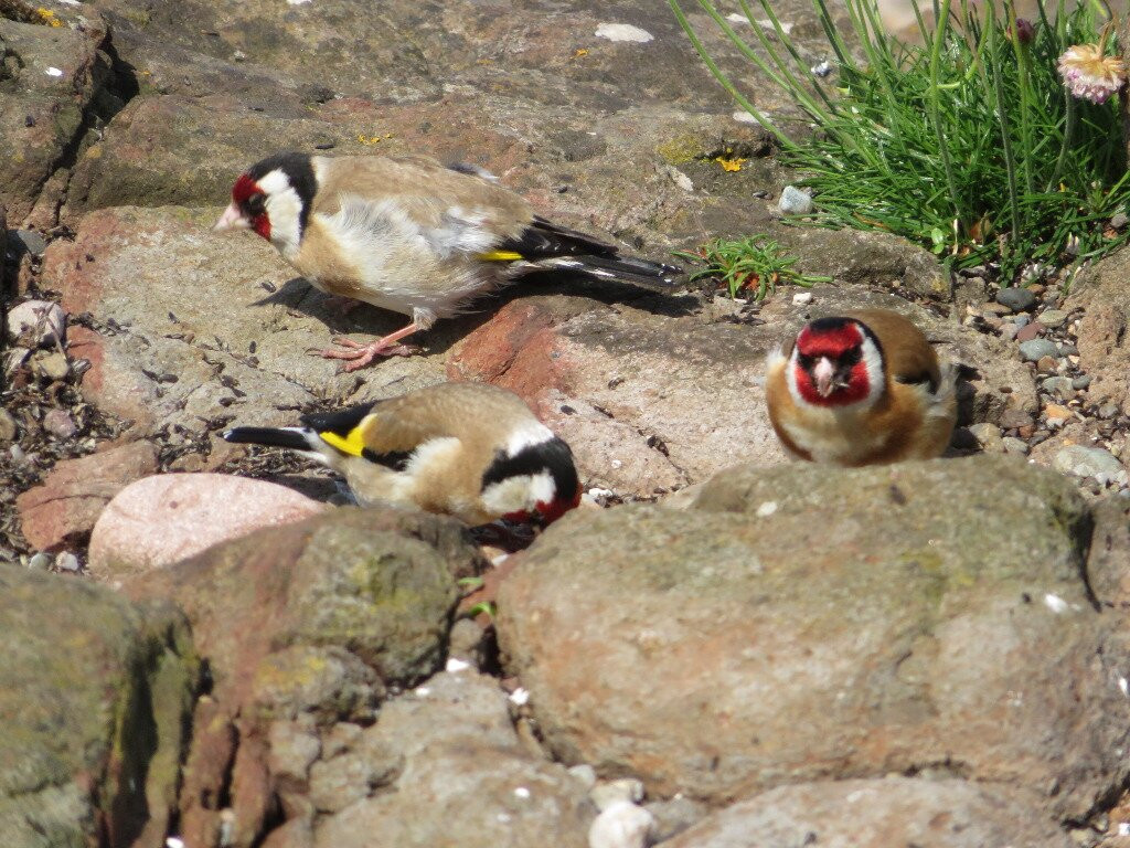 Machrihanish Seabird & Wildlife Observatory-Machrihanish必去景点