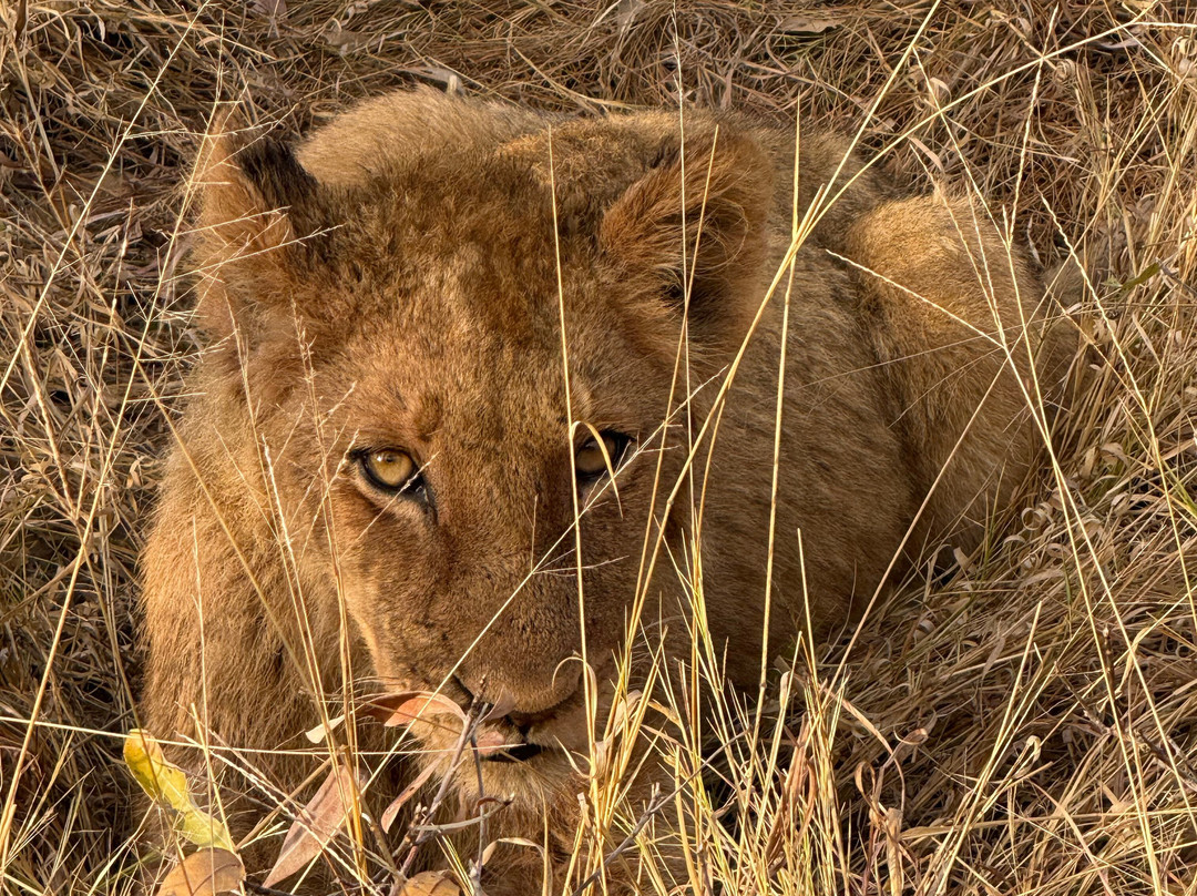 Shimungwe Lodge主图