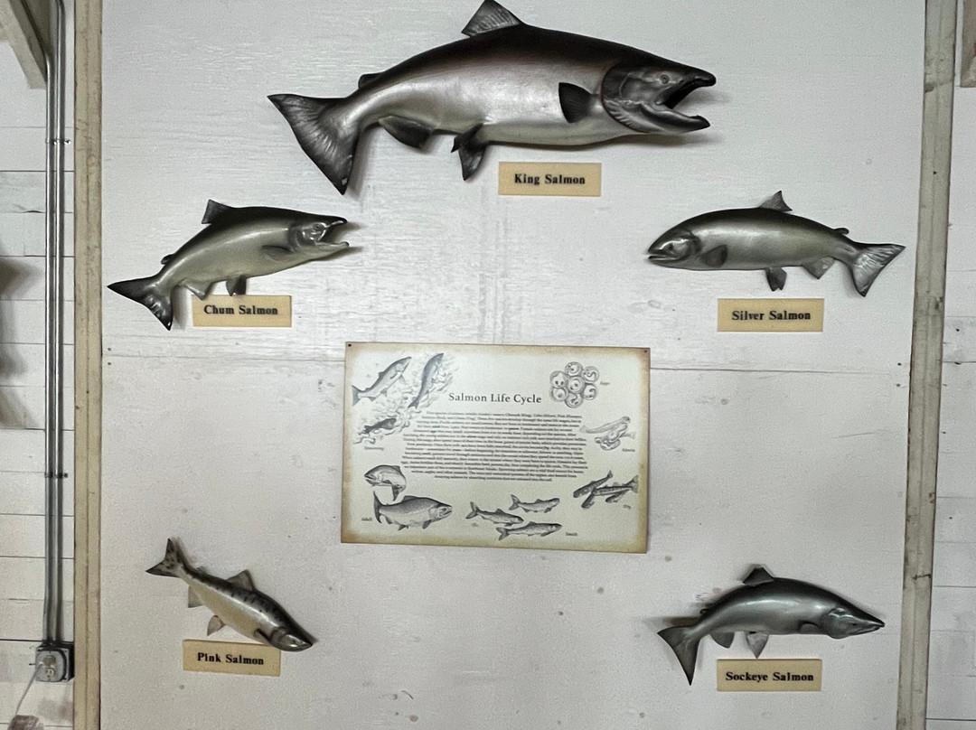 Cape Fox Tours-凯奇坎必去景点