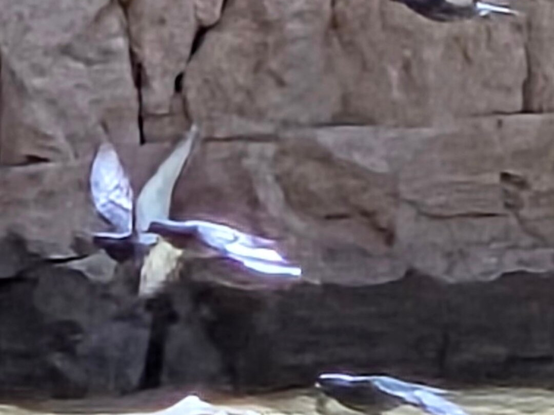 Hidden Treasure Day Charters-Lovell必去景点