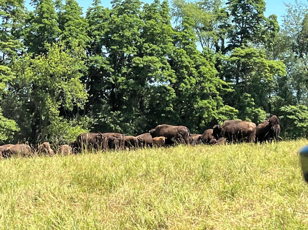 Cook's Bison Ranch-Wolcottville必去景点