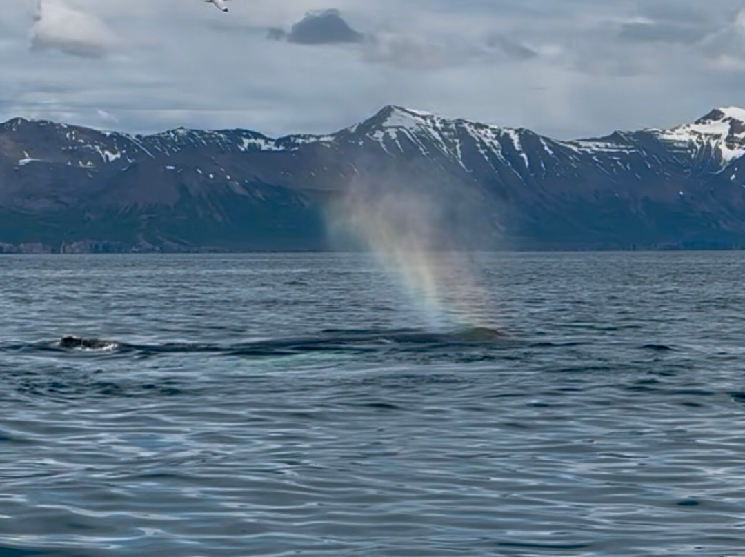 Fairytale At Sea-Olafsfjordur必去景点