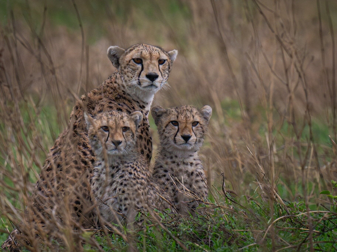 Carnivores Safaris Limited-阿鲁沙必去景点