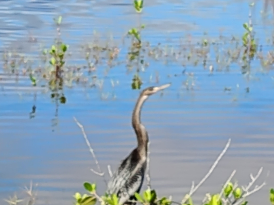 Merritt Island National Wildlife Refuge-Merritt Island必去景点