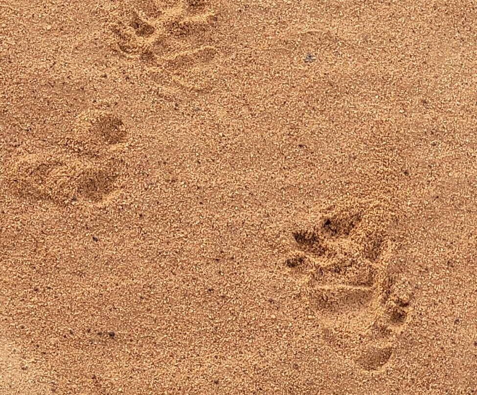 Yala Kings Safari-蒂瑟默哈拉默必去景点