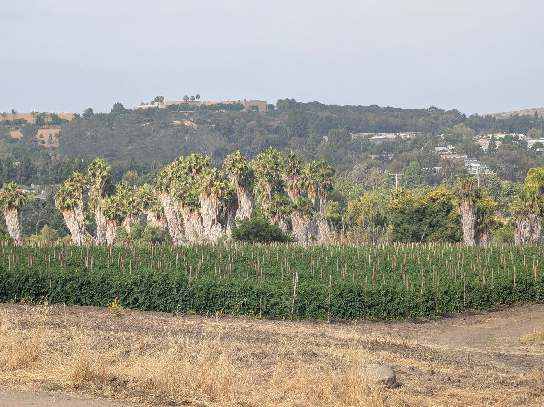Calavera Lake-卡尔斯巴德必去景点