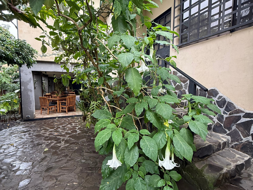 Pura Vida Hotel主图