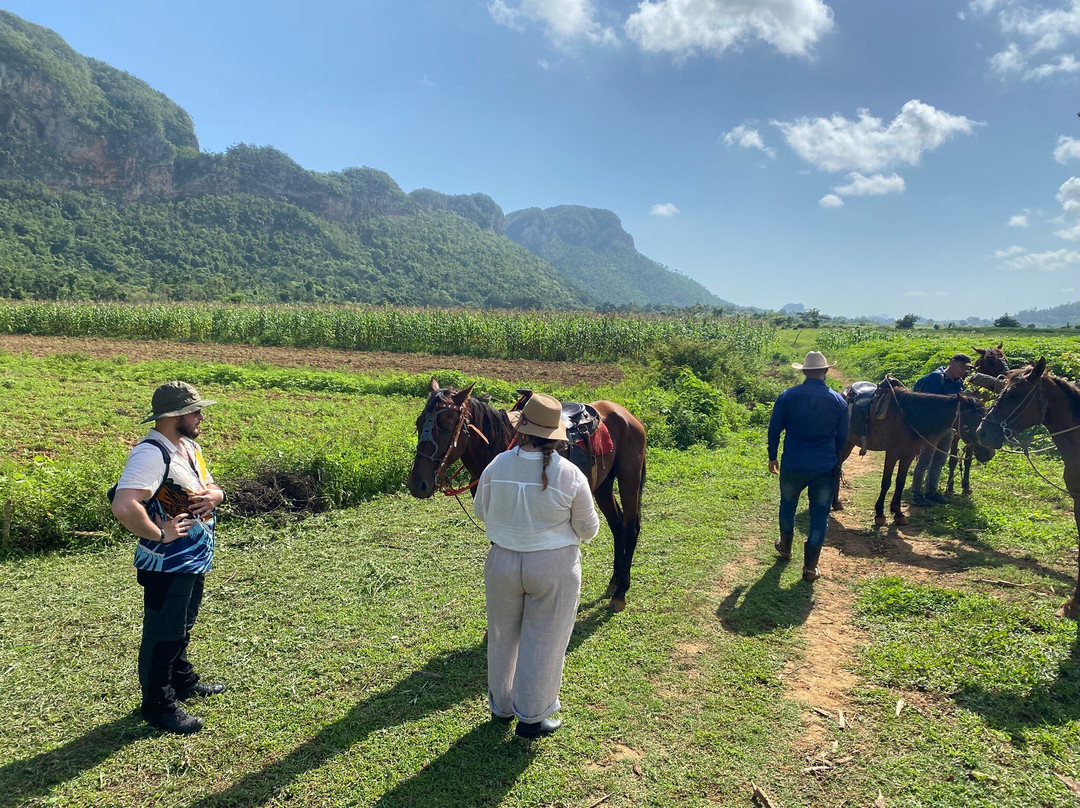 Un Paseo Por El Valle Palmarito-维纳勒斯必去景点