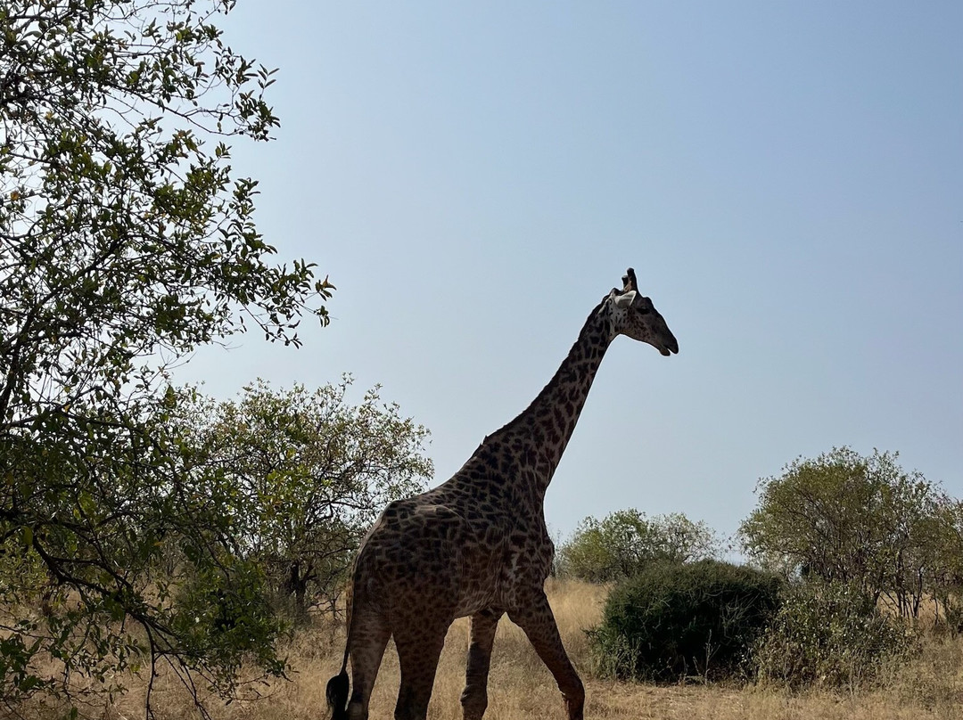 Majestic Tanzania Travels-Ilula必去景点