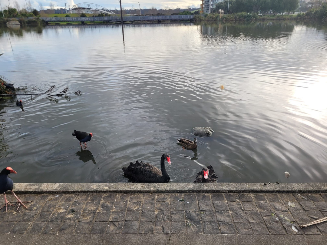 Albany Lakes Civic Park-奥尔巴尼必去景点