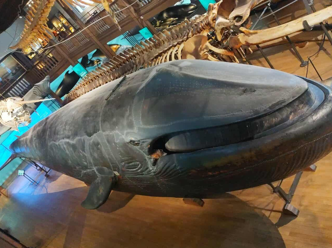 The Natural History Museum-哥德堡必去景点