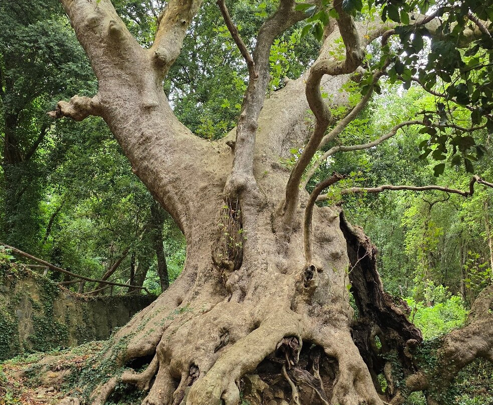 Il Gigante di Curinga-Curinga必去景点