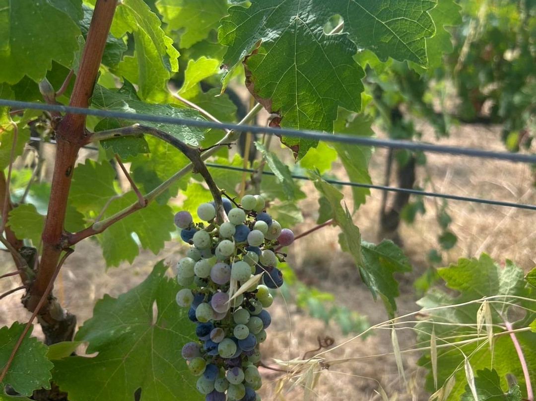 Fattoria San Vito-Calci必去景点