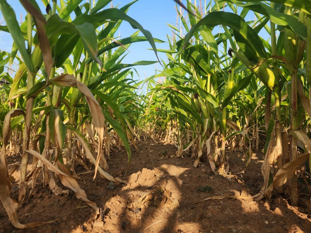 Kilmorie Smallholding主图