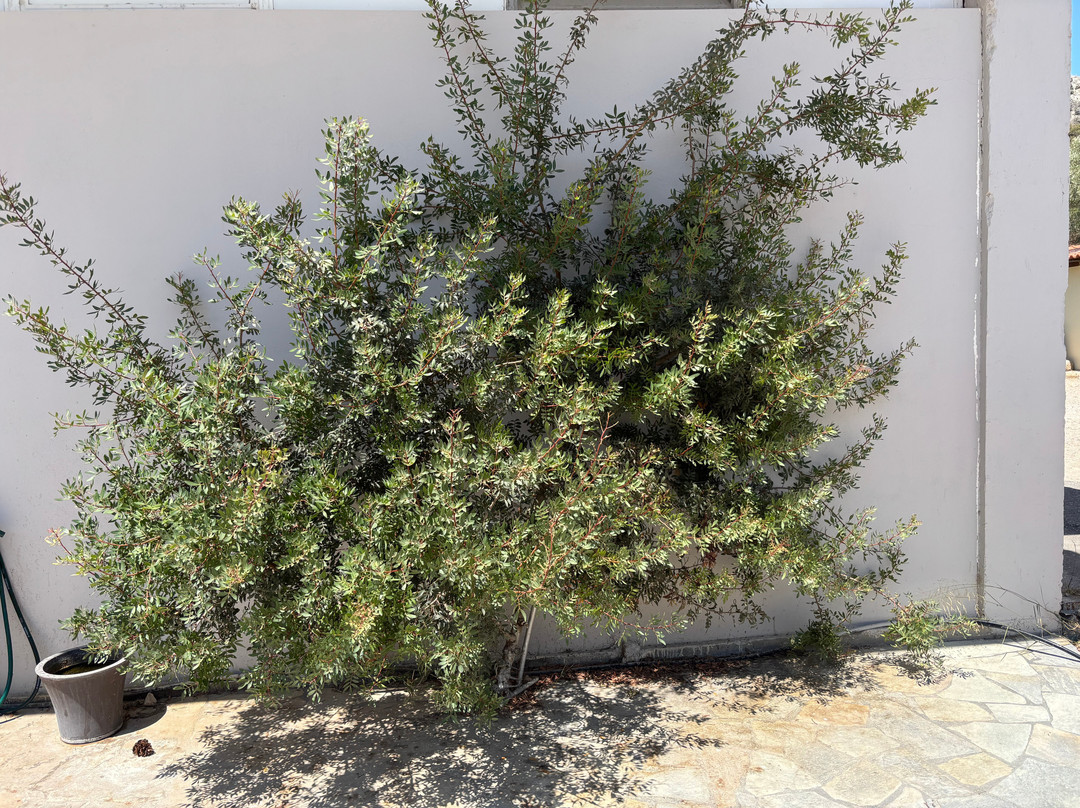 Karonis Distillery-纳夫普利翁必去景点