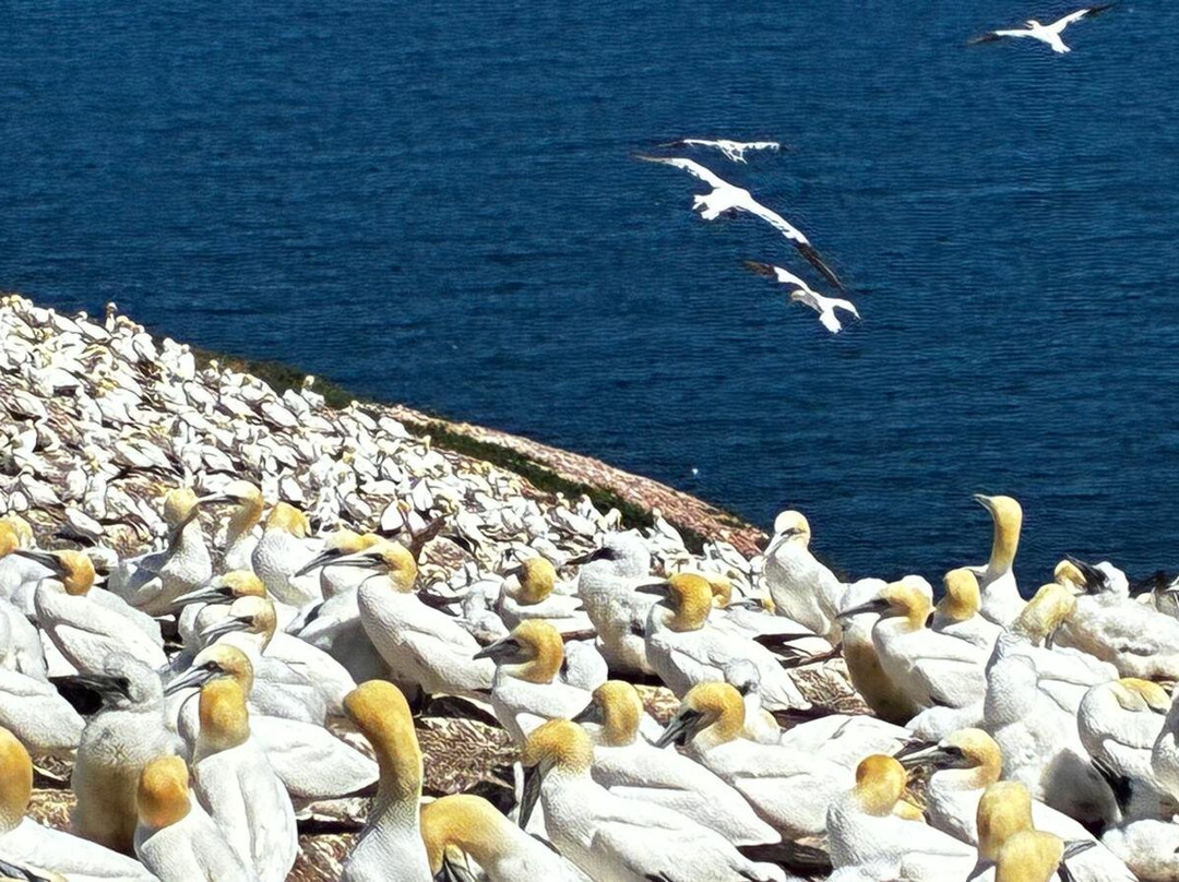 Parc national de l'Île-Bonaventure-et-du-Rocher-Percé-Perce必去景点