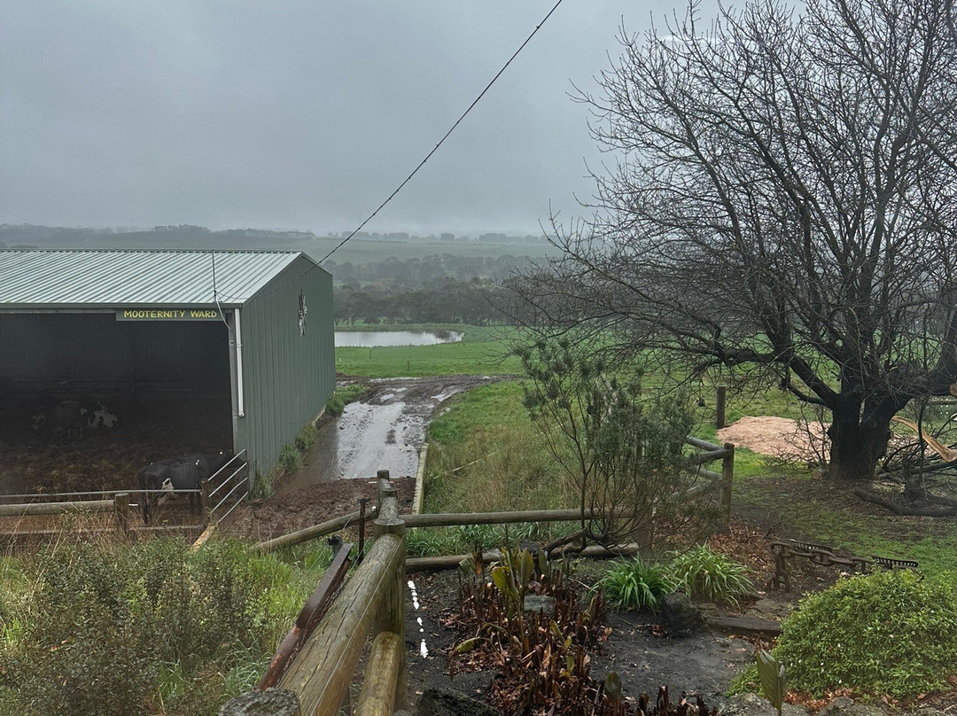 Apostle Whey Cheese-坎贝尔港必去景点