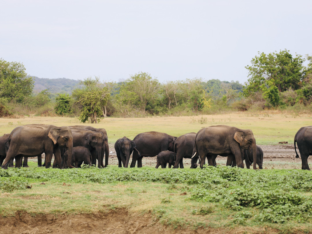Off 2 Sri Lanka Private Tours-Piliyandala必去景点