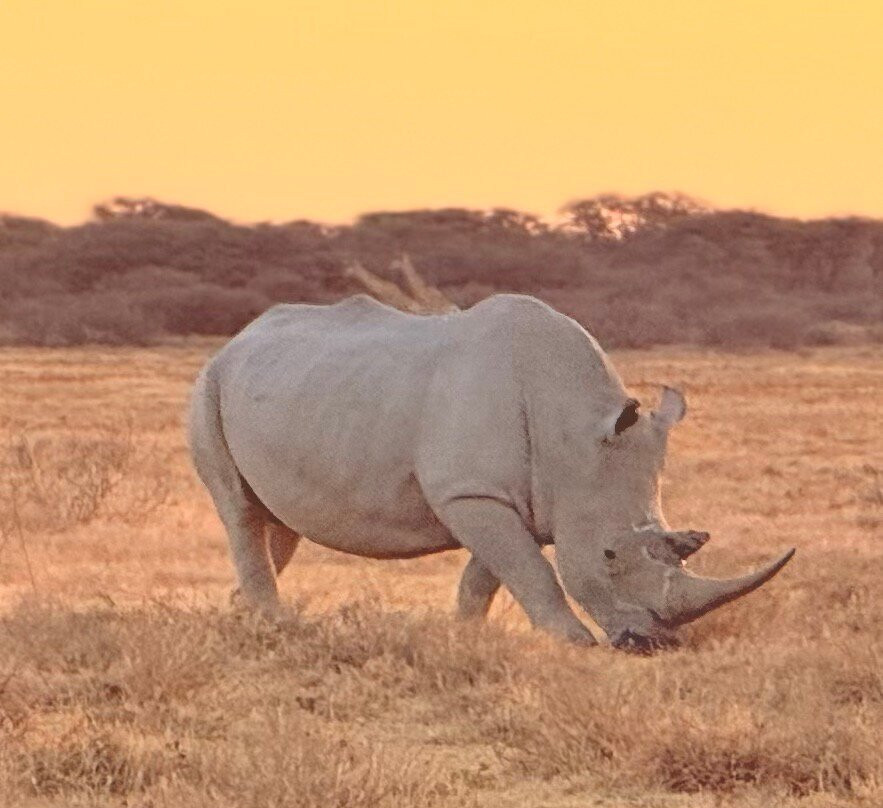 Savanna Safaris and Tours-马翁必去景点