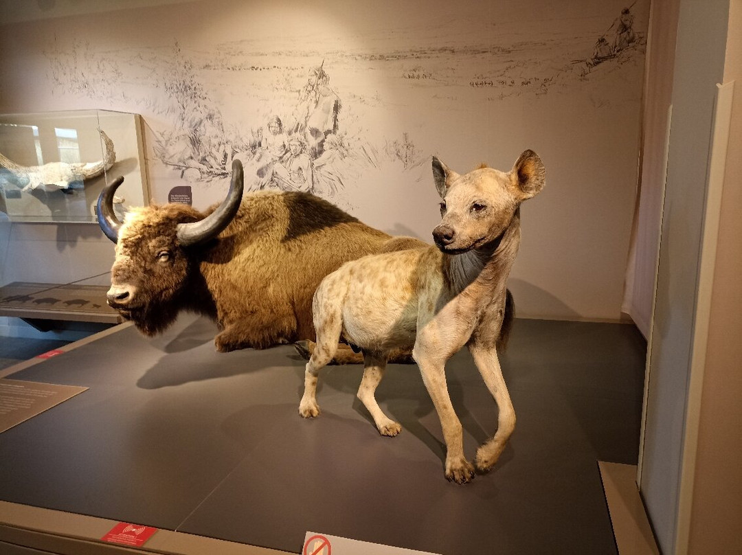 Aven Grotte Forestière-Orgnac-l'Aven必去景点