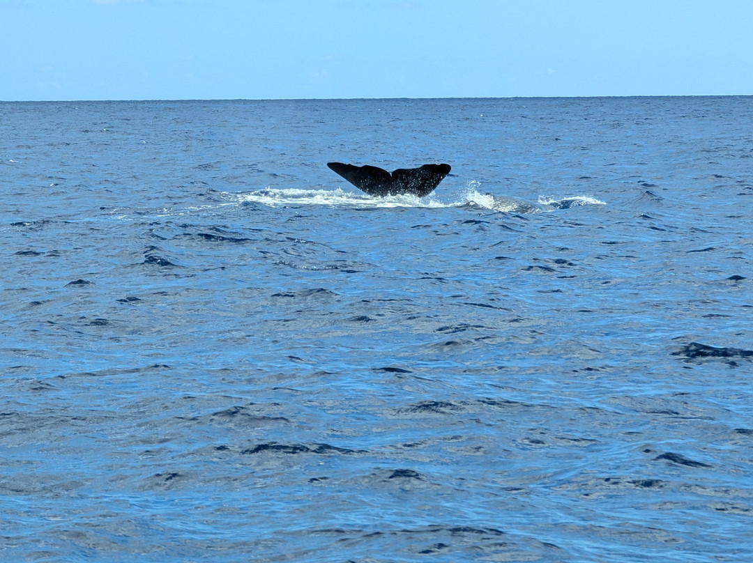 Espaco Talassa-Lajes do Pico必去景点