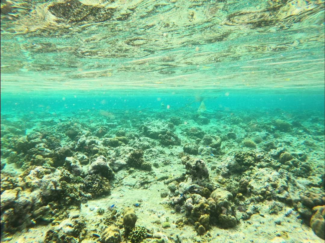 Dive Concepts Pemuteran-佩母德兰必去景点