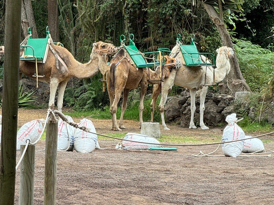 Camello Center-El Tanque必去景点