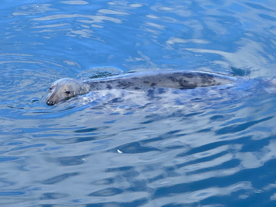 Feed The Seals At Eyemouth-Eyemouth必去景点